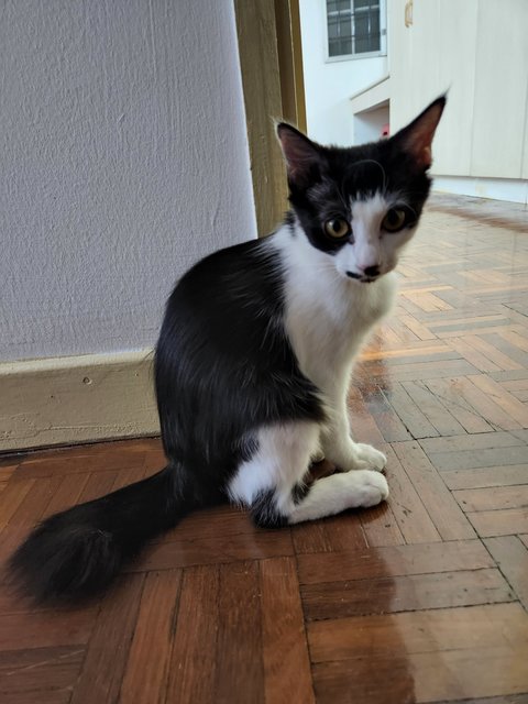 Oreo Tux  - Domestic Medium Hair Cat