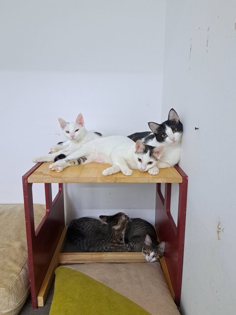 Bayu, Inky, Winky, Leia, Luke  - Domestic Short Hair Cat