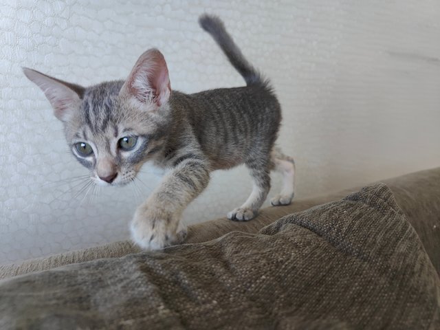 Lucky  - Domestic Short Hair Cat