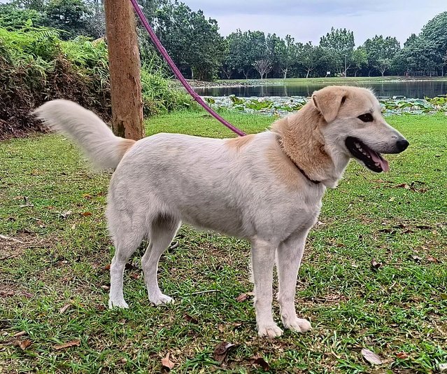 Mama  - Mixed Breed Dog