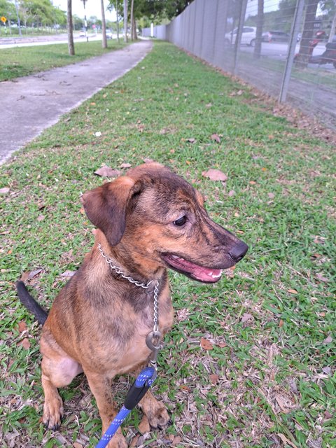 Toby - Mixed Breed Dog