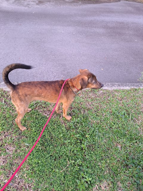 Toby - Mixed Breed Dog