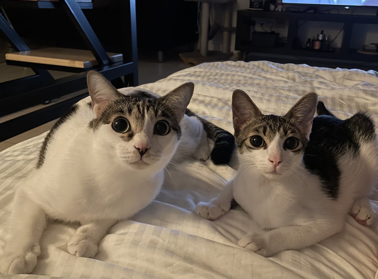 Mochi &amp; Sassy - Domestic Short Hair Cat