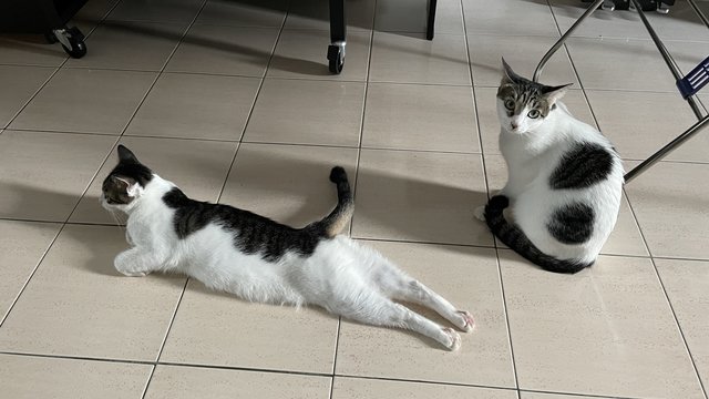 Mochi &amp; Sassy - Domestic Short Hair Cat