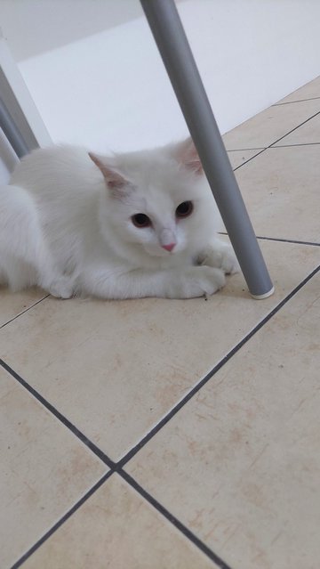 PF128693 - Turkish Angora Cat