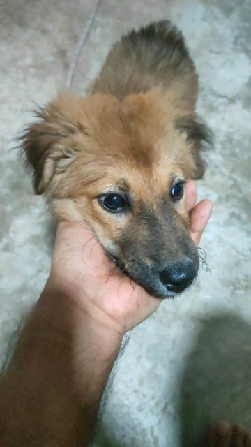 Teddy  - Golden Retriever Mix Dog