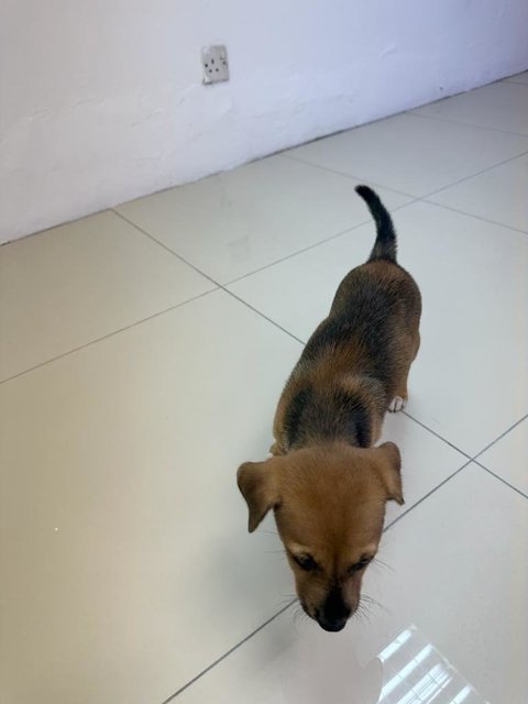 Namelesss - Mixed Breed Dog