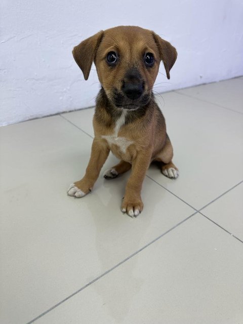 Namelesss - Mixed Breed Dog