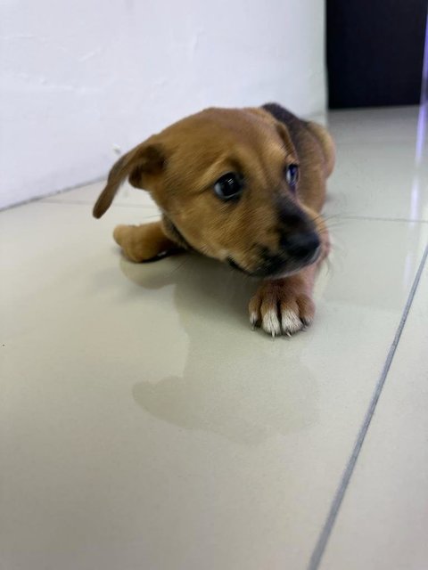 Nameless - Mixed Breed Dog