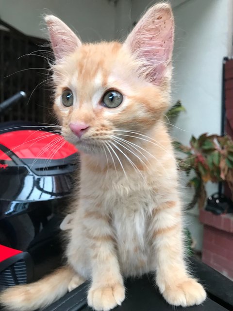 Kitty - Domestic Long Hair Cat