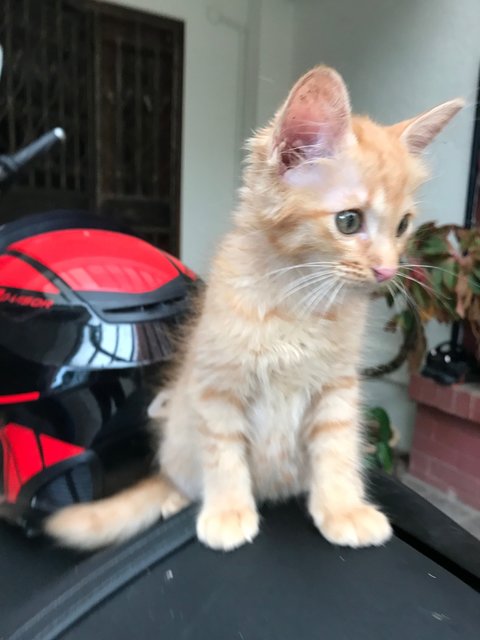 Kitty - Domestic Long Hair Cat