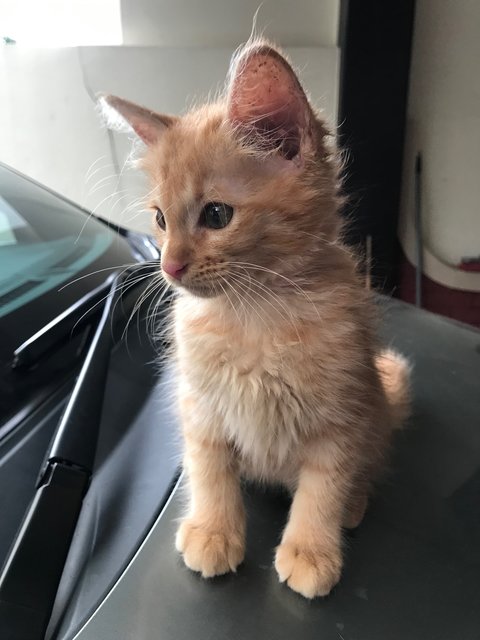 Kitty - Domestic Long Hair Cat