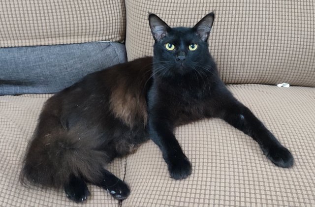 Seal - Domestic Medium Hair Cat