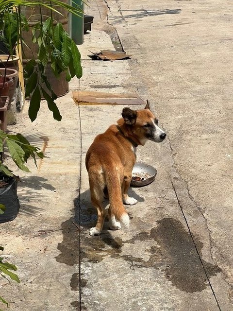 Shorty - Corgi Dog