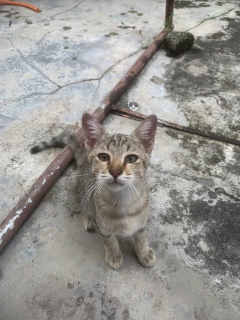 ‘willy’ Wonka - Domestic Short Hair Cat