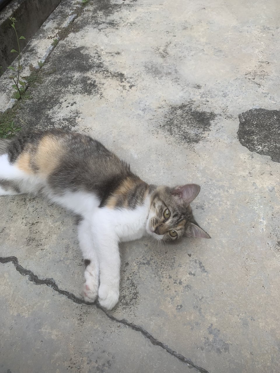 Penny - Domestic Long Hair Cat