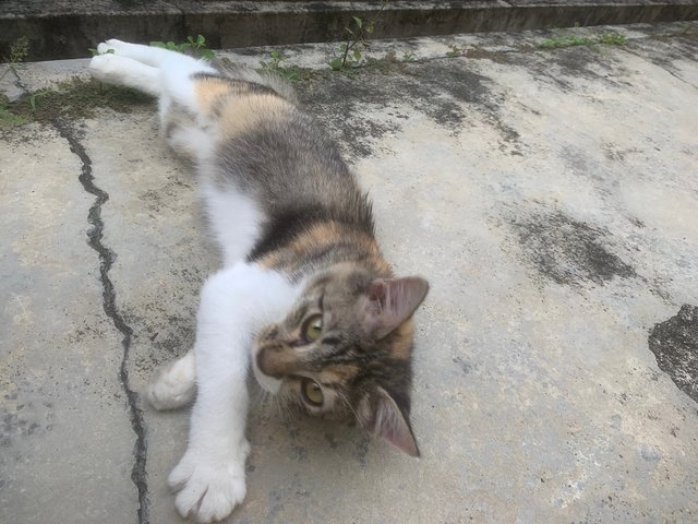 Penny - Domestic Long Hair Cat