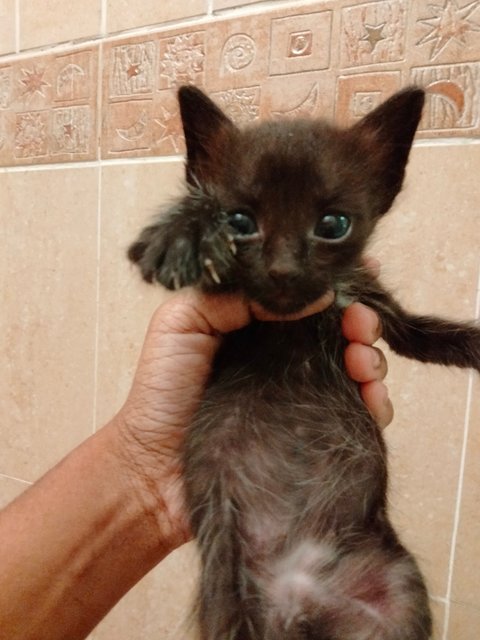 💗 Hazel's Babies 💗 - Domestic Medium Hair Cat