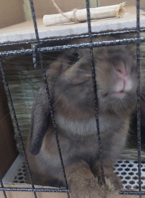 Muffin - Holland Lop Rabbit