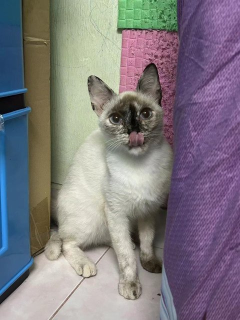 暹罗玳瑁 - Siamese + Domestic Short Hair Cat