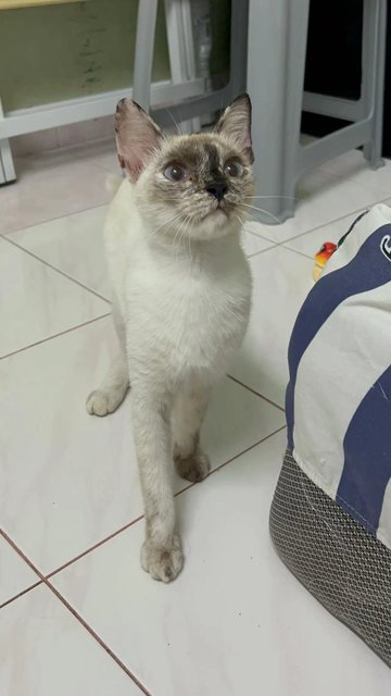 暹罗玳瑁 - Siamese + Domestic Short Hair Cat