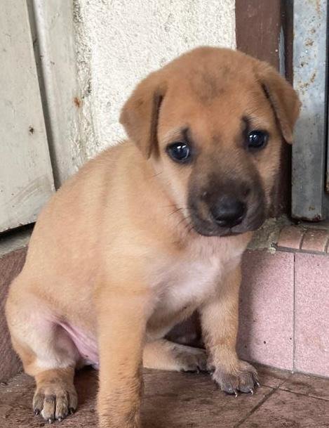 Sandy - Mixed Breed Dog