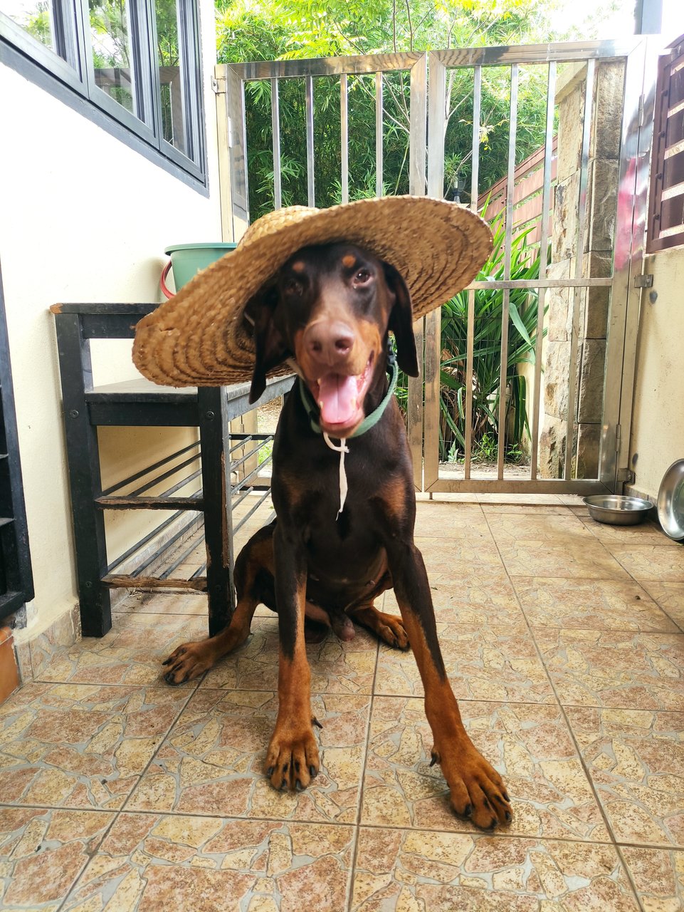 Zeus - Doberman Pinscher Dog