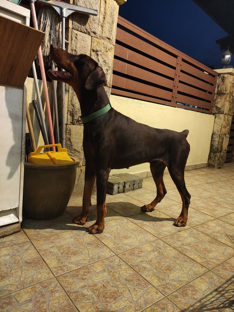 Zeus - Doberman Pinscher Dog