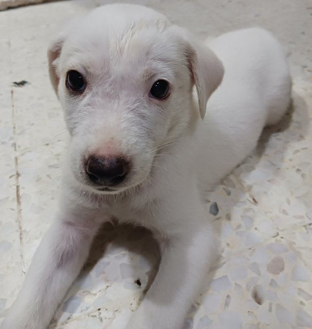 Cutey - Mixed Breed Dog