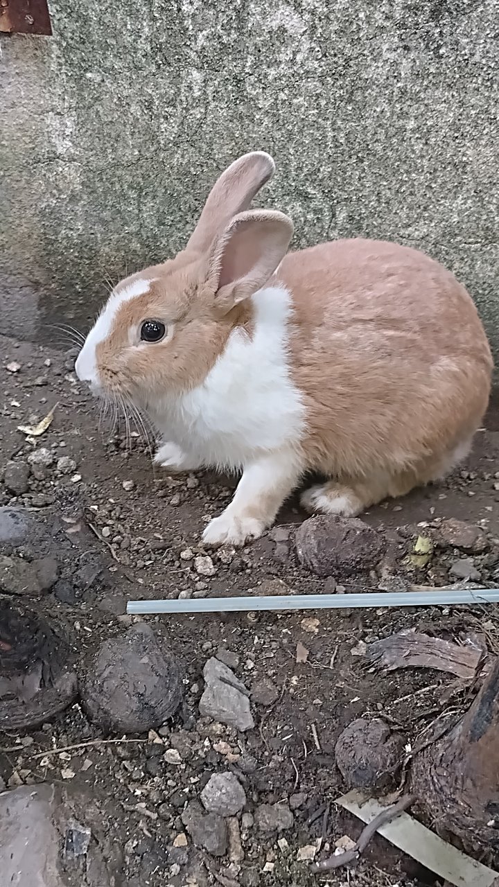 PF128901 - Bunny Rabbit Rabbit