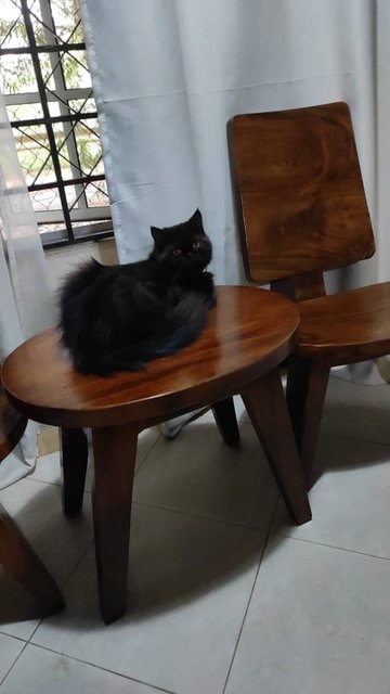 Cincau - Persian + Domestic Long Hair Cat