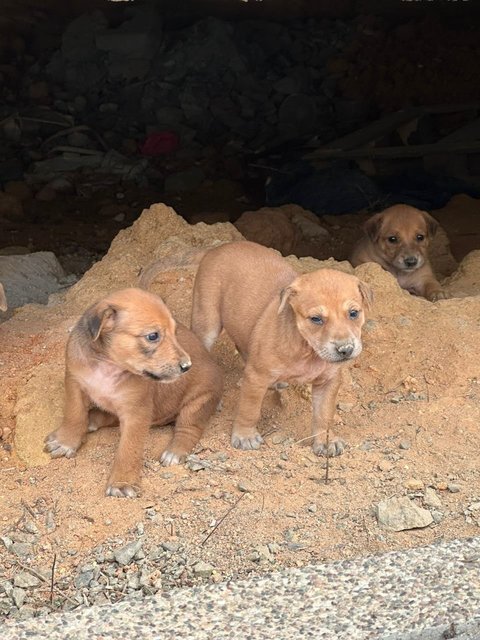 Litter Of 8 Puppies - Mixed Breed Dog