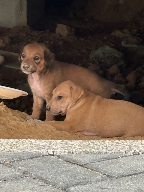 Litter Of 8 Puppies - Mixed Breed Dog