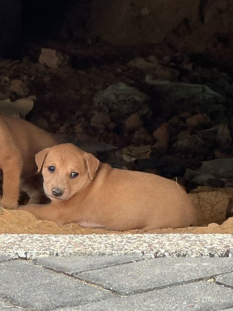 Litter Of 8 Puppies - Mixed Breed Dog