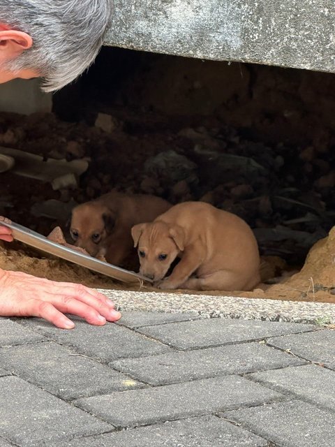 Litter Of 8 Puppies - Mixed Breed Dog