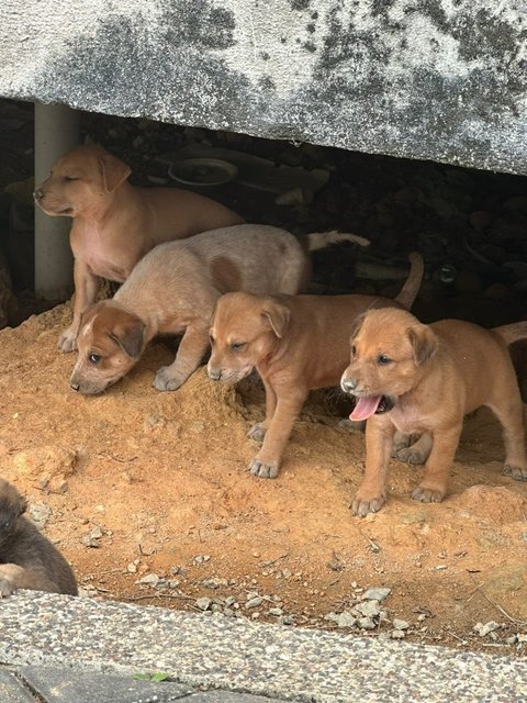 Litter Of 8 Puppies - Mixed Breed Dog