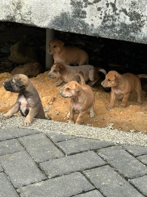 Litter Of 8 Puppies - Mixed Breed Dog