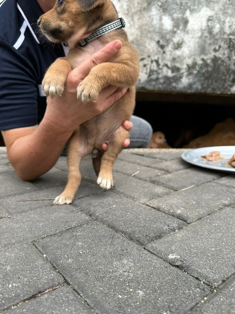 Pompom - Mixed Breed Dog