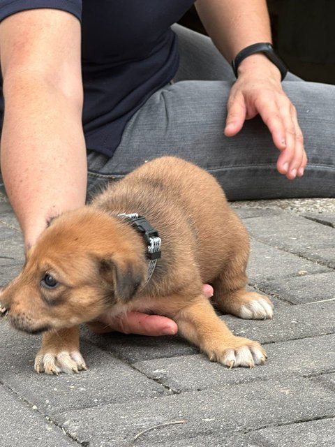 Pompom - Mixed Breed Dog