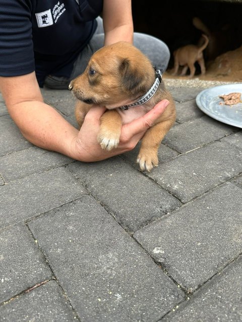 Pompom - Mixed Breed Dog