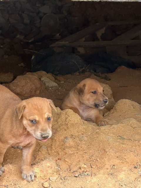 Princess Cupcake Of Candy Mountain - Mixed Breed Dog