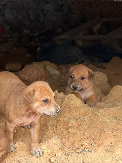 Princess Cupcake Of Candy Mountain - Mixed Breed Dog