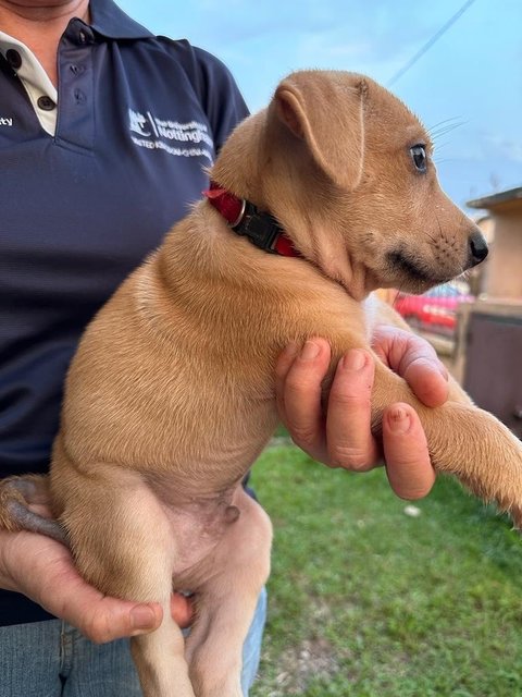 Potato Chip - Mixed Breed Dog