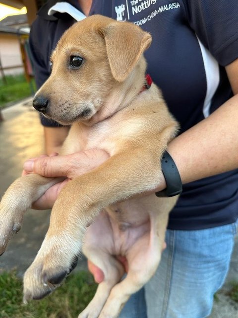 Potato Chip - Mixed Breed Dog