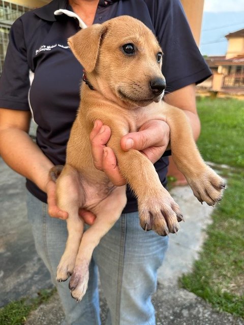 Potato Chip - Mixed Breed Dog