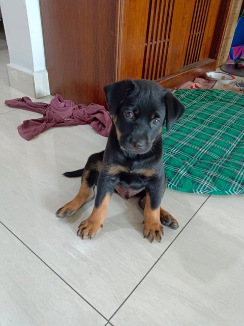 Kiko - Mixed Breed Dog