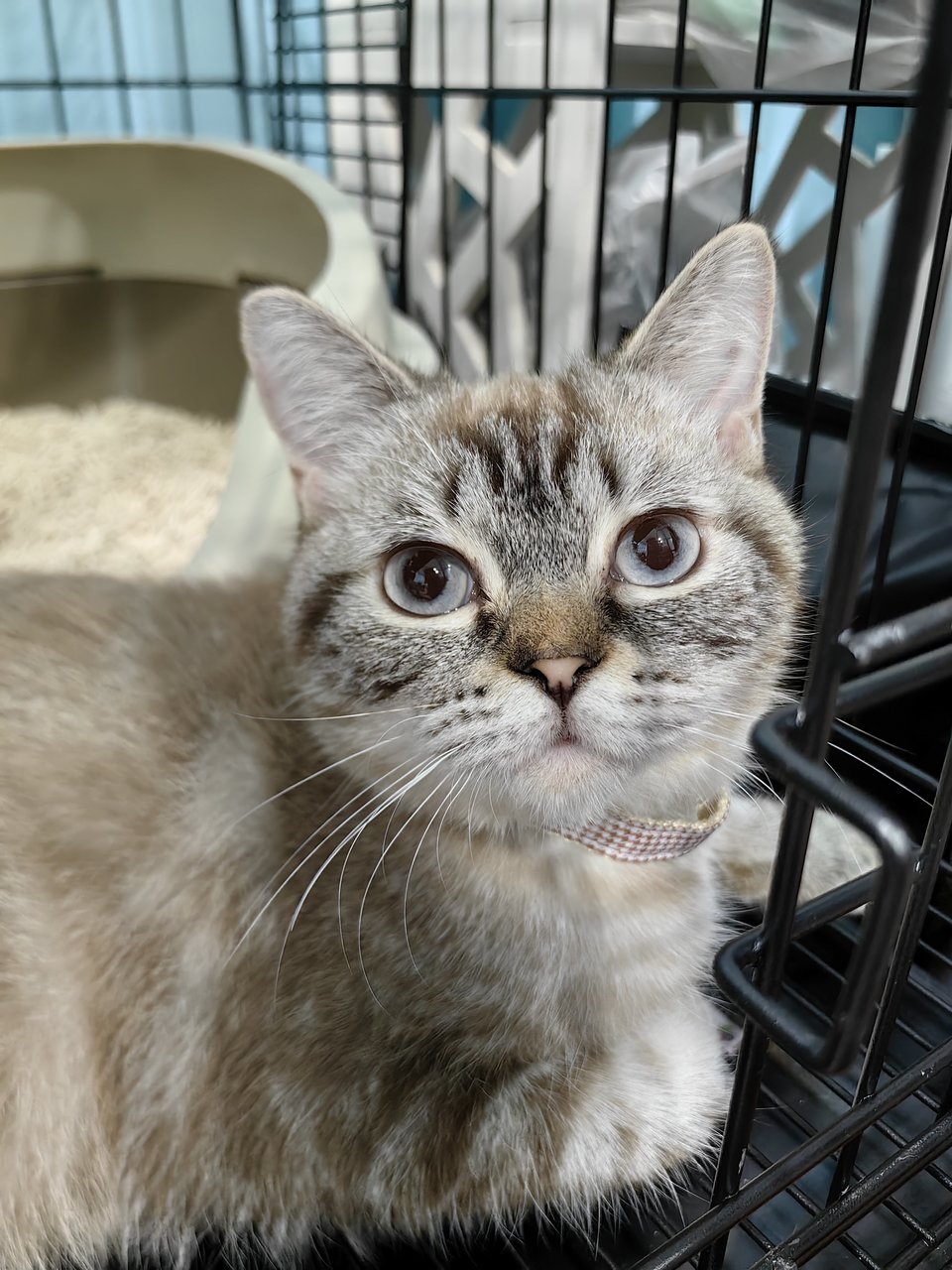 Umi - British Shorthair Cat