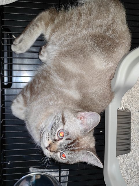 Umi - British Shorthair Cat