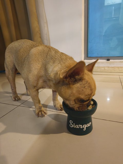 Siargao - French Bulldog Dog