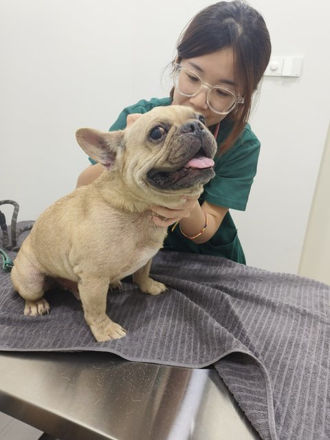 Siargao - French Bulldog Dog